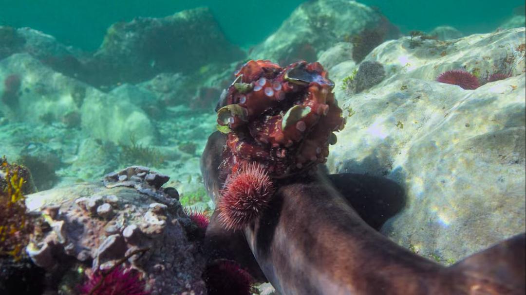 我的章鱼老师 My Octopus Teacher