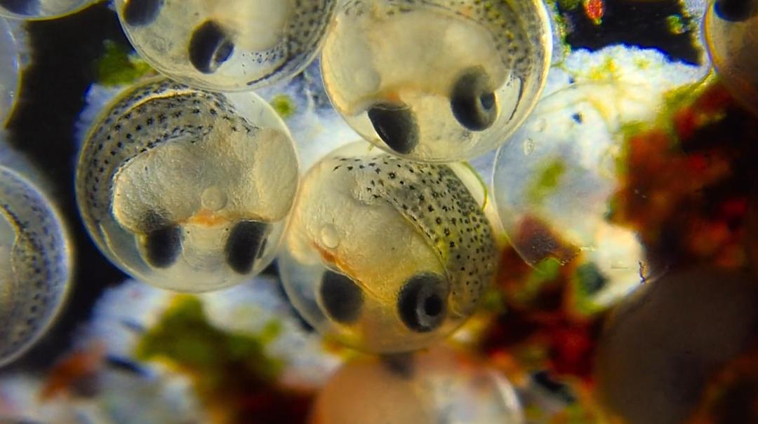 我的章鱼老师 My Octopus Teacher