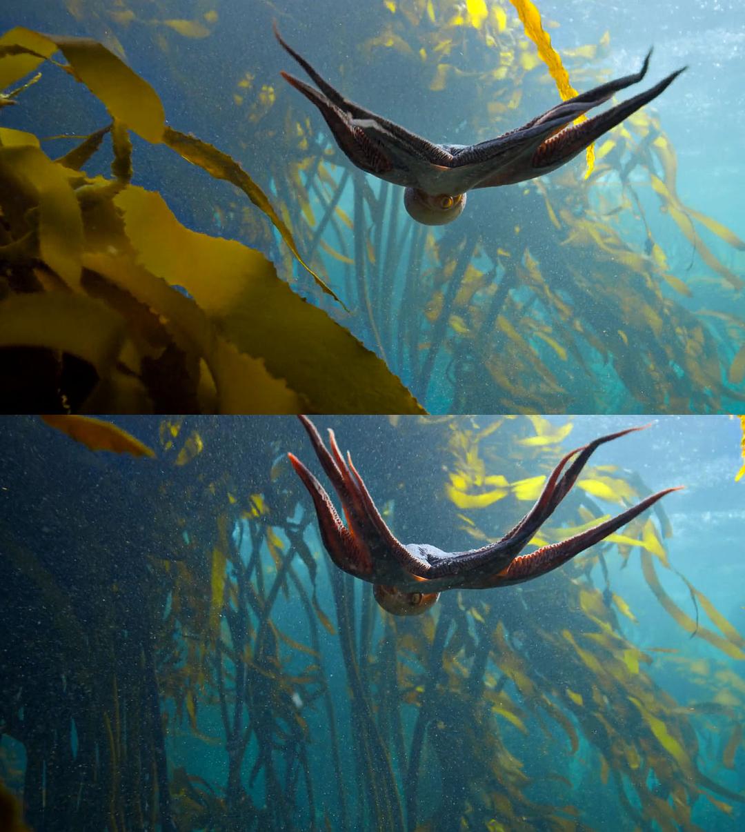 我的章鱼老师 My Octopus Teacher