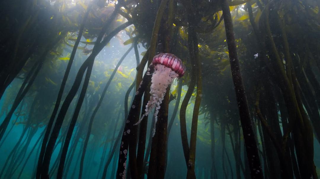 我的章鱼老师 My Octopus Teacher