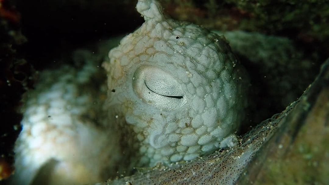 我的章鱼老师 My Octopus Teacher