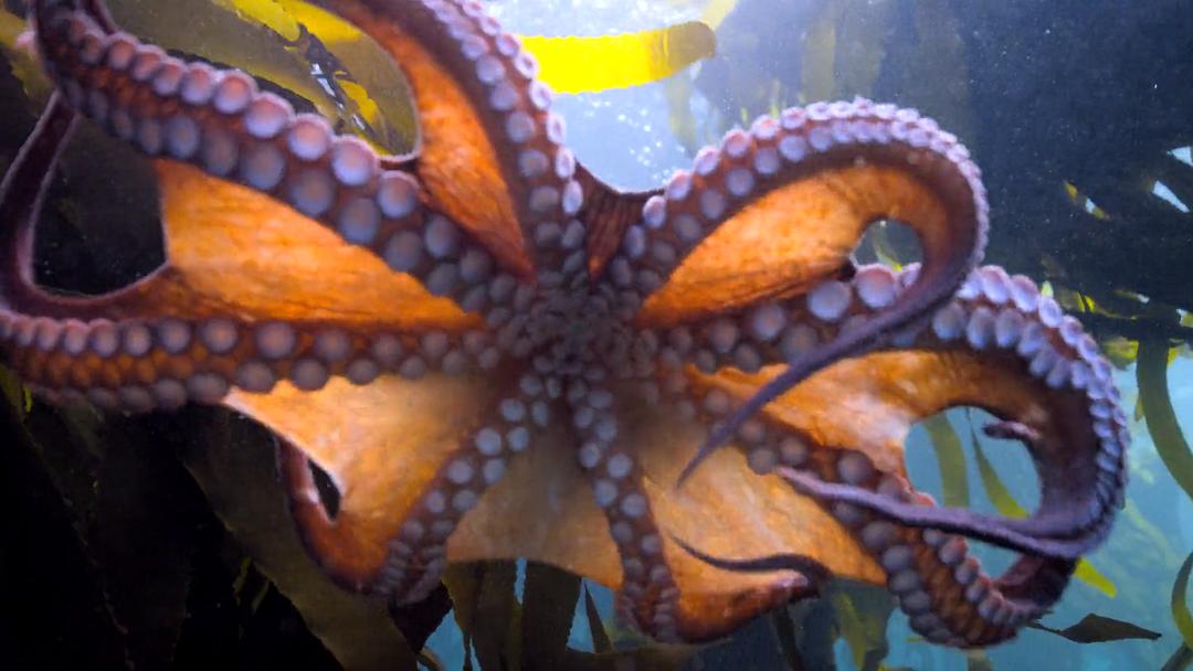 我的章鱼老师 My Octopus Teacher