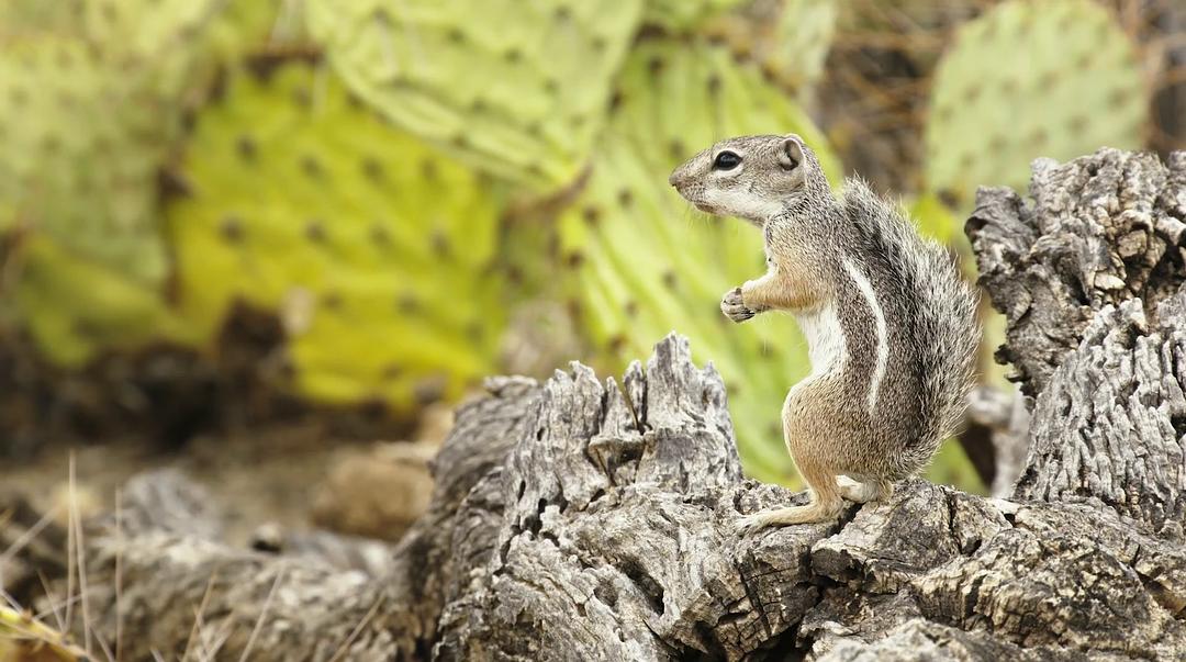 痴迷坚果:松鼠世界传奇 Going Nuts Tales from Squirrel World