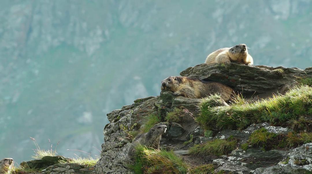 痴迷坚果:松鼠世界传奇 Going Nuts Tales from Squirrel World