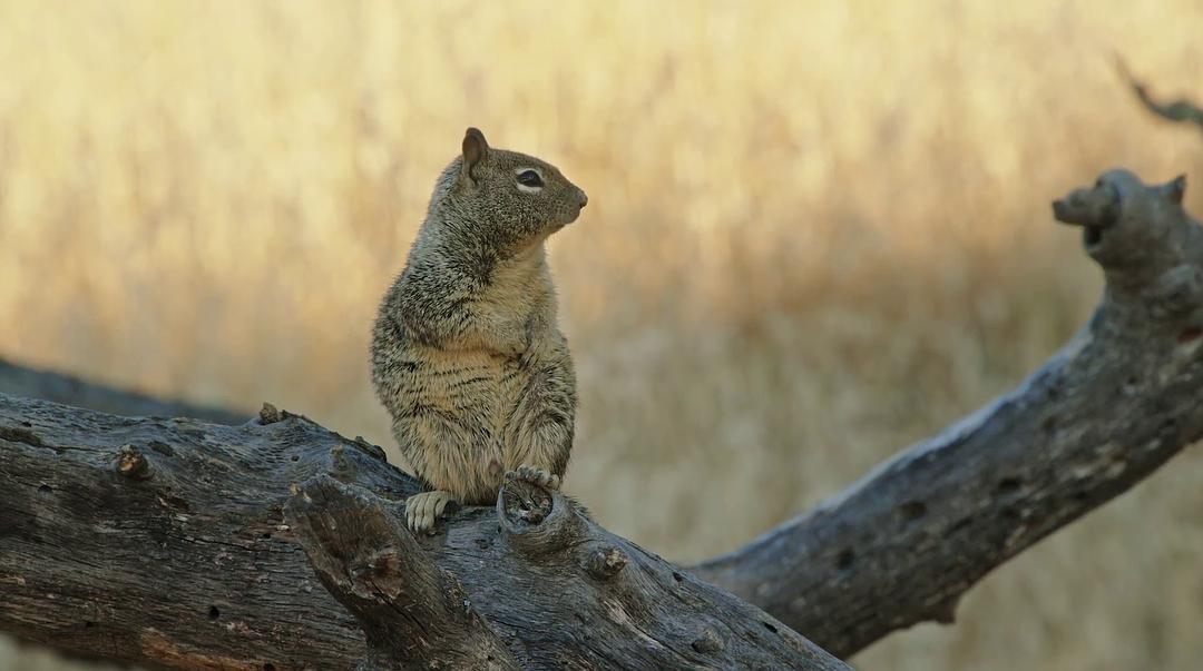 痴迷坚果:松鼠世界传奇 Going Nuts Tales from Squirrel World