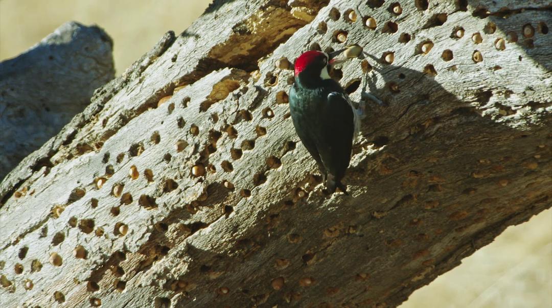 痴迷坚果:松鼠世界传奇 Going Nuts Tales from Squirrel World