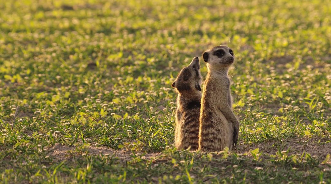 痴迷坚果:松鼠世界传奇 Going Nuts Tales from Squirrel World