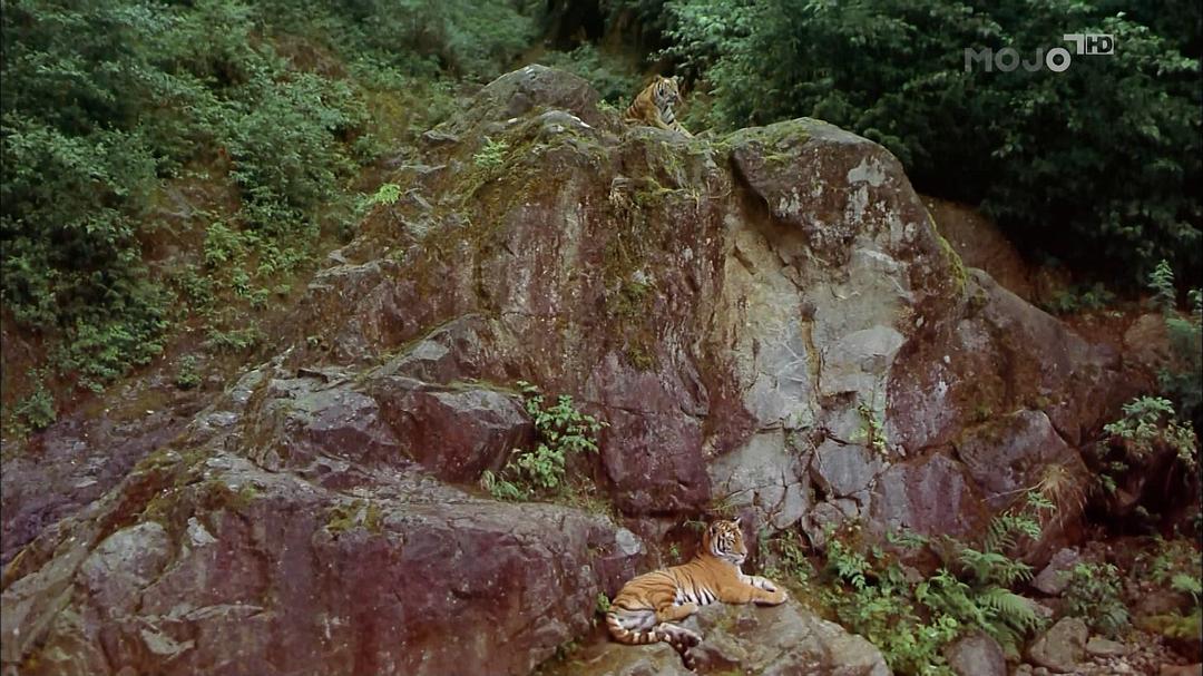 印度:老虎王国 India: Kingdom of the Tiger