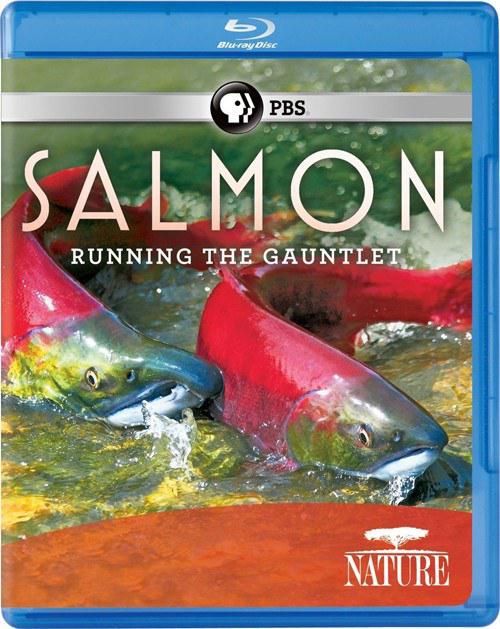 鲑鱼:历尽艰辛 Salmon: Running the Gauntlet