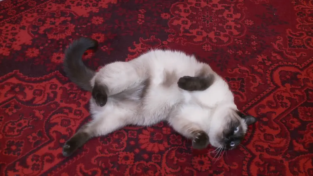 第40号城市 City 40