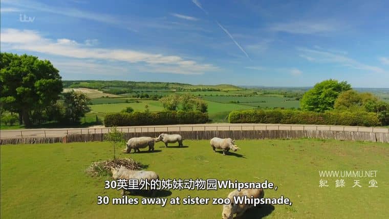 伦敦动物园:非凡的一年 London Zoo: An Extraordinary Year