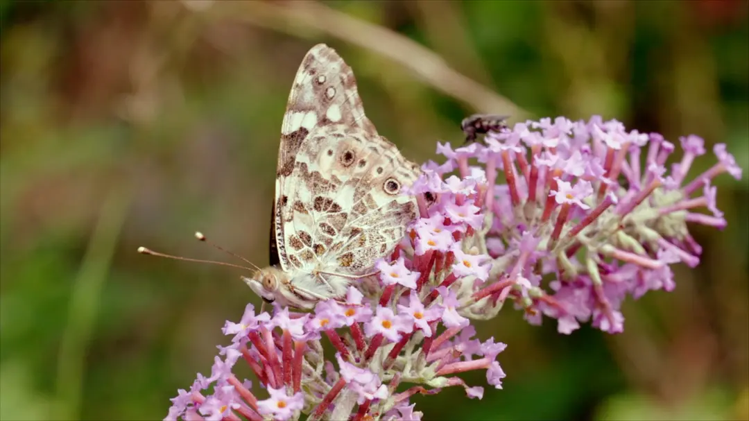 走进纳米世界 Nanosurvies, les pouvoirs invisibles de la nature