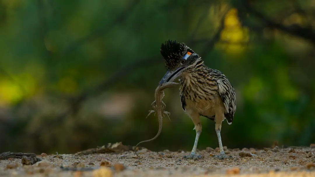 美丽美利坚 America the Beautiful