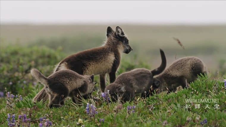 美国北极 American Arctic