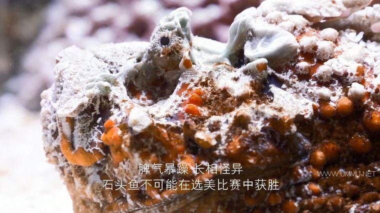 72 大危险动物:亚洲篇 72 Dangerous Animals: Asia