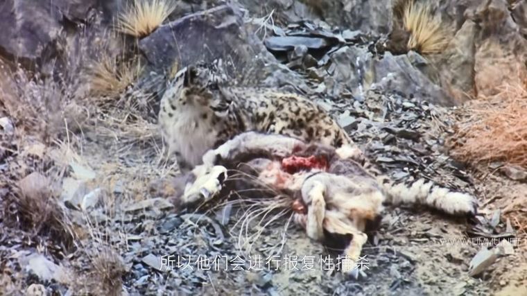 72 大危险动物:亚洲篇 72 Dangerous Animals: Asia