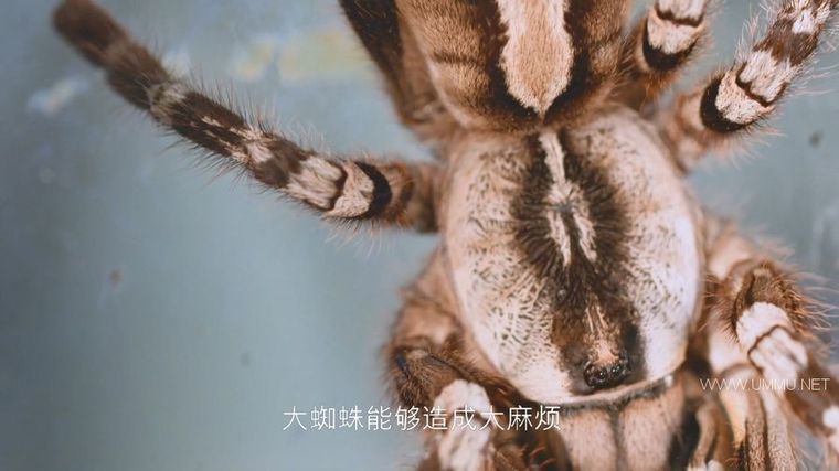 72 大危险动物:亚洲篇 72 Dangerous Animals: Asia