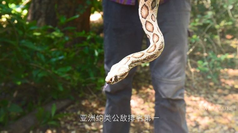 72 大危险动物:亚洲篇 72 Dangerous Animals: Asia