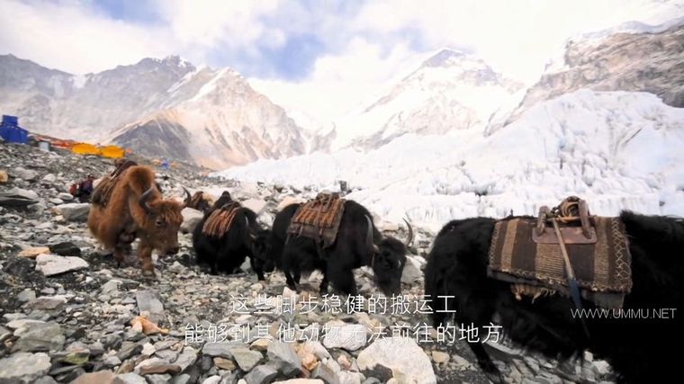 72 大危险动物:亚洲篇 72 Dangerous Animals: Asia