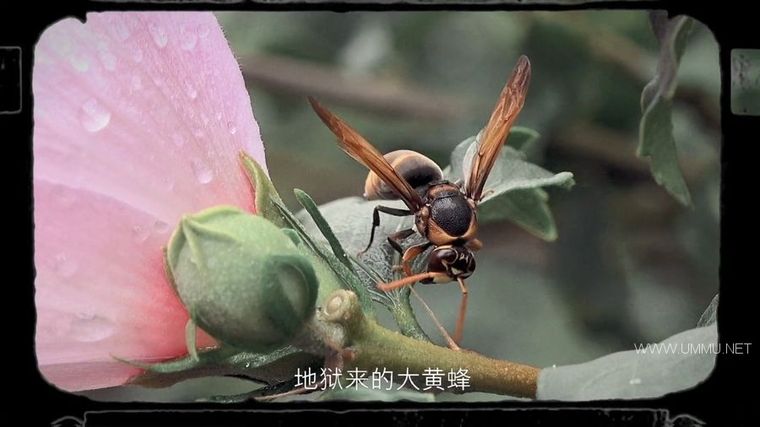 72 大危险动物:亚洲篇 72 Dangerous Animals: Asia