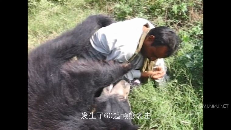 72 大危险动物:亚洲篇 72 Dangerous Animals: Asia