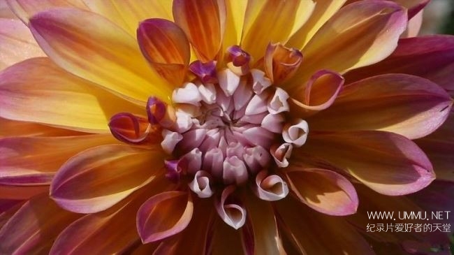 英伦花园的一年 A Year in an English Garden Flicker Pulse