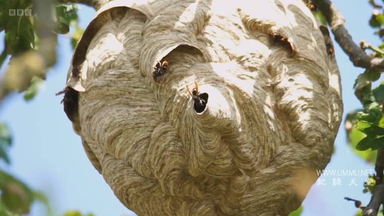 大黄蜂杀手 The Killer Hornets插图1 大黄蜂杀手 The Killer Hornets