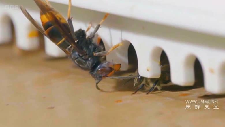 大黄蜂杀手 The Killer Hornets插图2 大黄蜂杀手 The Killer Hornets