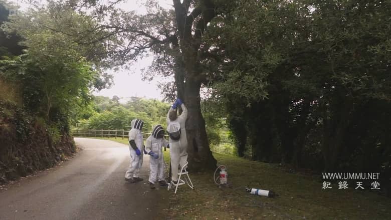 大黄蜂杀手 The Killer Hornets插图5 大黄蜂杀手 The Killer Hornets