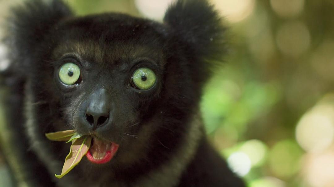 地球脉动 第二季 Planet Earth Season 2插图11 地球脉动 第二季 Planet Earth Season 2