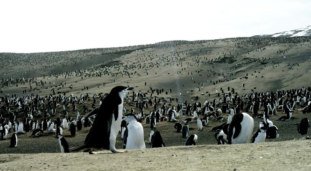 地球脉动 第二季 Planet Earth Season 2插图13 地球脉动 第二季 Planet Earth Season 2