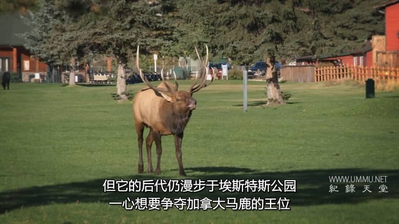 美国动物百科 United States of Animals插图1 美国动物百科 United States of Animals