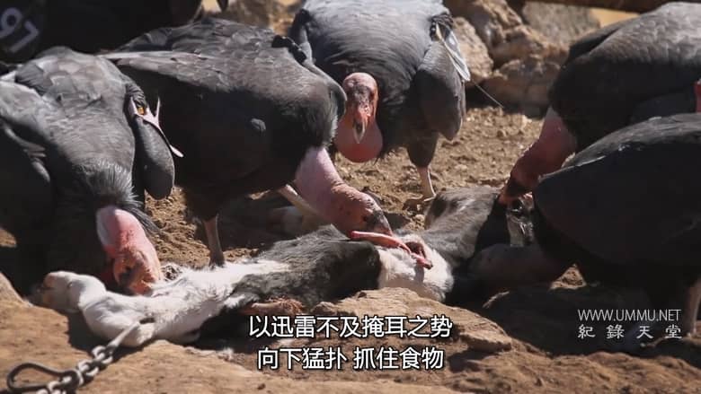 美国动物百科 United States of Animals插图5 美国动物百科 United States of Animals