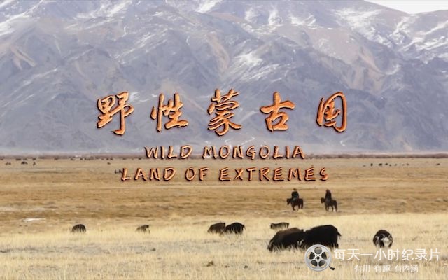 野性蒙古国 Wild Mongolia: Land of Extremes 2018插图 野性蒙古国 Wild Mongolia: Land of Extremes 2018