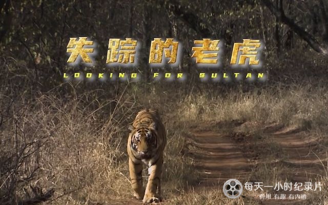 失踪的老虎 Tigers:Looking for Sultan 2017插图 失踪的老虎 Tigers:Looking for Sultan 2017