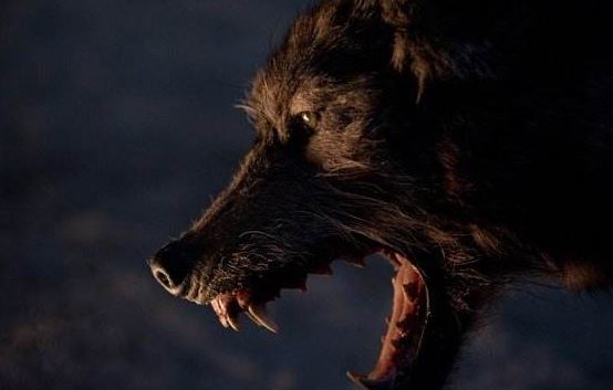 剧情电影《人狼大战》解说文案及全剧下载 剧情电影《人狼大战》解说文案及全剧下载