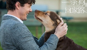 剧情电影《一条狗的回家路》恐怖惊悚电影影视解说自媒体素材文案/片源下载插图 剧情电影《一条狗的回家路》恐怖惊悚电影影视解说自媒体素材文案/片源下载