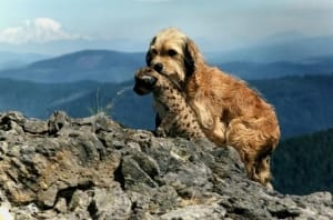 剧情电影《丛林赤子心》恐怖惊悚电影影视解说自媒体素材文案/片源下载插图 剧情电影《丛林赤子心》恐怖惊悚电影影视解说自媒体素材文案/片源下载