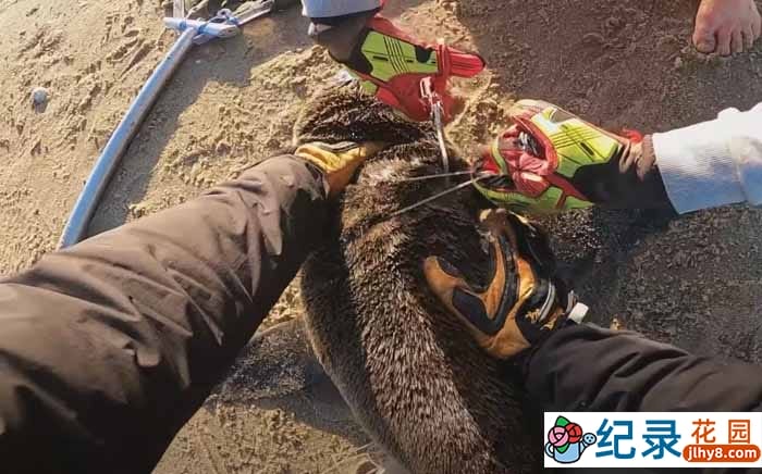 动物保护纪录片《拯救海豹 拔出缠绕的鱼线》全1集中字 720P/1080i高清纪录片资源百度云盘下载插图 动物保护纪录片《拯救海豹 拔出缠绕的鱼线》全1集中字 720P/1080i高清纪录片资源百度云盘下载