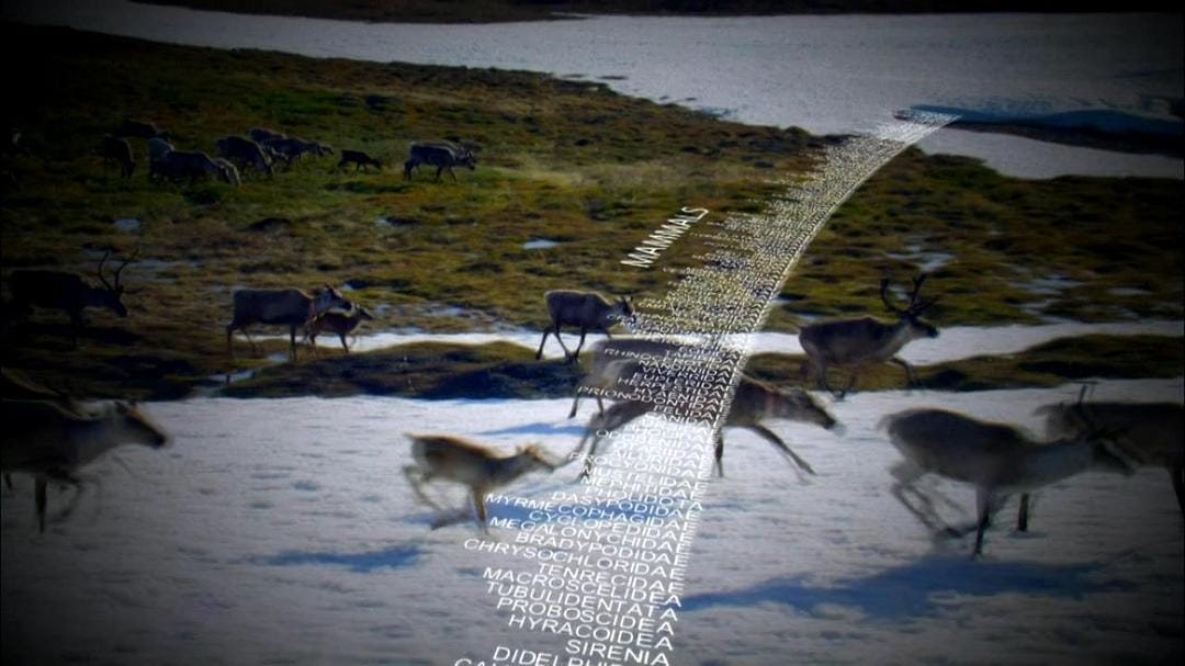 动物的崛起:脊椎动物的胜利 David Attenborough's Rise of Animals: Triumph of the Vertebrates插图 动物的崛起:脊椎动物的胜利 David Attenborough's Rise of Animals: Triumph of the Vertebrates