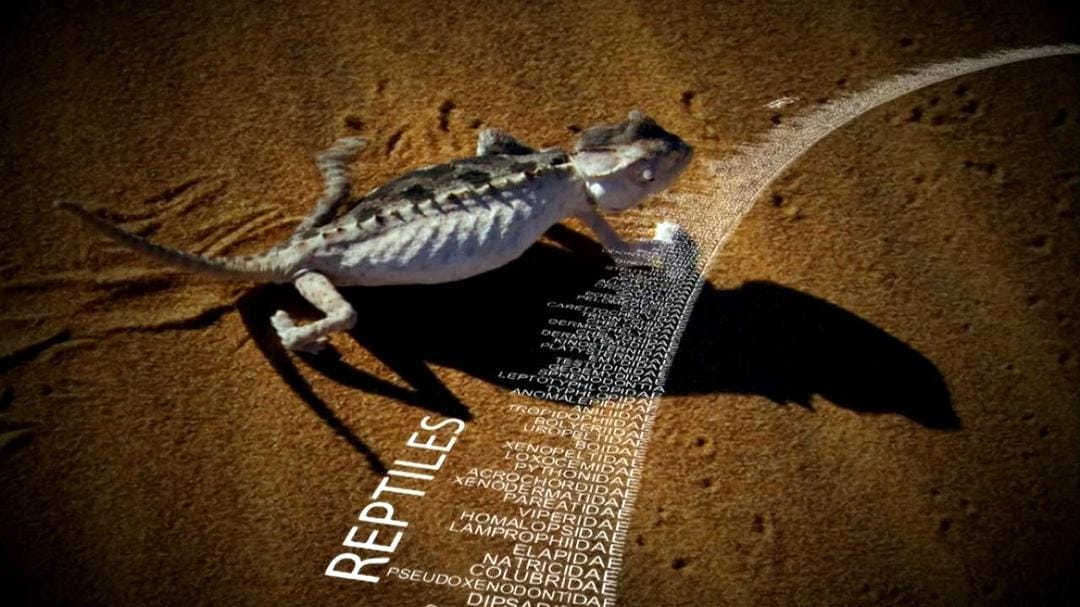 动物的崛起:脊椎动物的胜利 David Attenborough's Rise of Animals: Triumph of the Vertebrates插图2 动物的崛起:脊椎动物的胜利 David Attenborough's Rise of Animals: Triumph of the Vertebrates