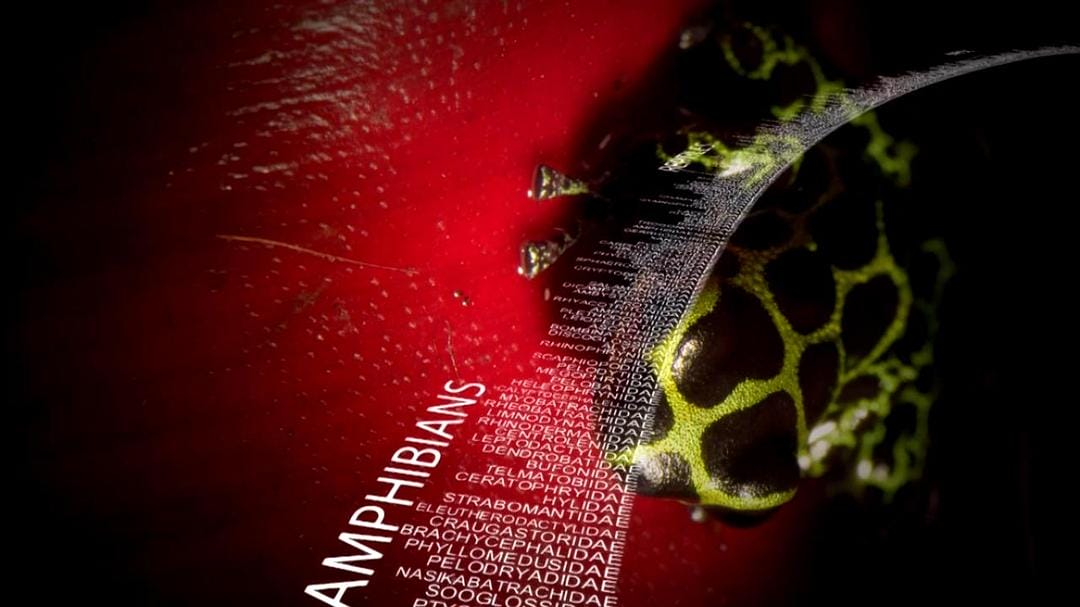 动物的崛起:脊椎动物的胜利 David Attenborough's Rise of Animals: Triumph of the Vertebrates插图3 动物的崛起:脊椎动物的胜利 David Attenborough's Rise of Animals: Triumph of the Vertebrates