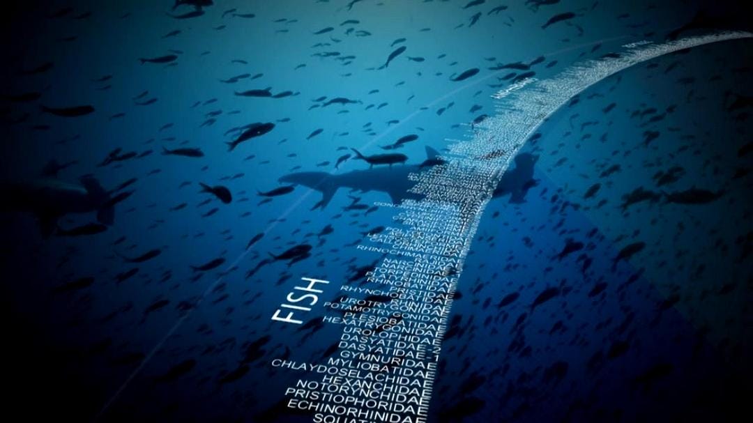 动物的崛起:脊椎动物的胜利 David Attenborough's Rise of Animals: Triumph of the Vertebrates插图4 动物的崛起:脊椎动物的胜利 David Attenborough's Rise of Animals: Triumph of the Vertebrates