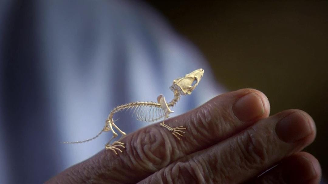 动物的崛起:脊椎动物的胜利 David Attenborough's Rise of Animals: Triumph of the Vertebrates插图6 动物的崛起:脊椎动物的胜利 David Attenborough's Rise of Animals: Triumph of the Vertebrates