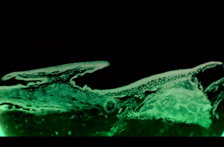 动物的崛起:脊椎动物的胜利 David Attenborough's Rise of Animals: Triumph of the Vertebrates插图7 动物的崛起:脊椎动物的胜利 David Attenborough's Rise of Animals: Triumph of the Vertebrates