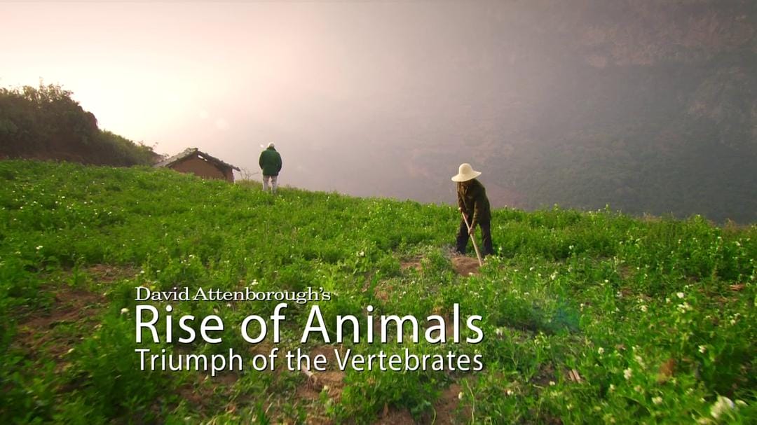 动物的崛起:脊椎动物的胜利 David Attenborough's Rise of Animals: Triumph of the Vertebrates插图10 动物的崛起:脊椎动物的胜利 David Attenborough's Rise of Animals: Triumph of the Vertebrates