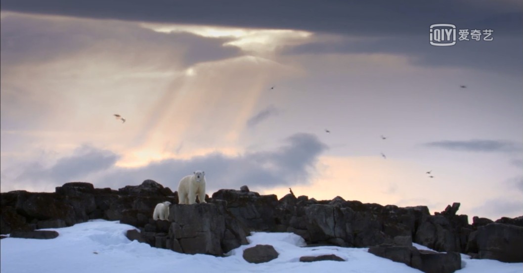 我和北极熊一家 The Polar Bear Family & Me插图2 我和北极熊一家 The Polar Bear Family & Me