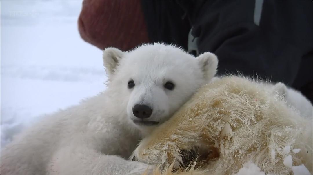 我和北极熊一家 The Polar Bear Family & Me插图7 我和北极熊一家 The Polar Bear Family & Me