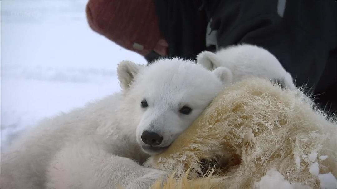 我和北极熊一家 The Polar Bear Family & Me插图8 我和北极熊一家 The Polar Bear Family & Me