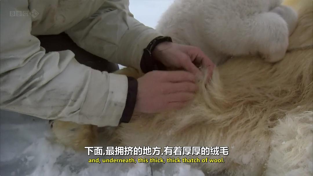 我和北极熊一家 The Polar Bear Family & Me插图9 我和北极熊一家 The Polar Bear Family & Me